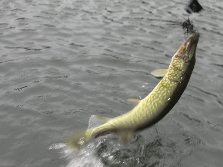 Monterey fishing photo 2